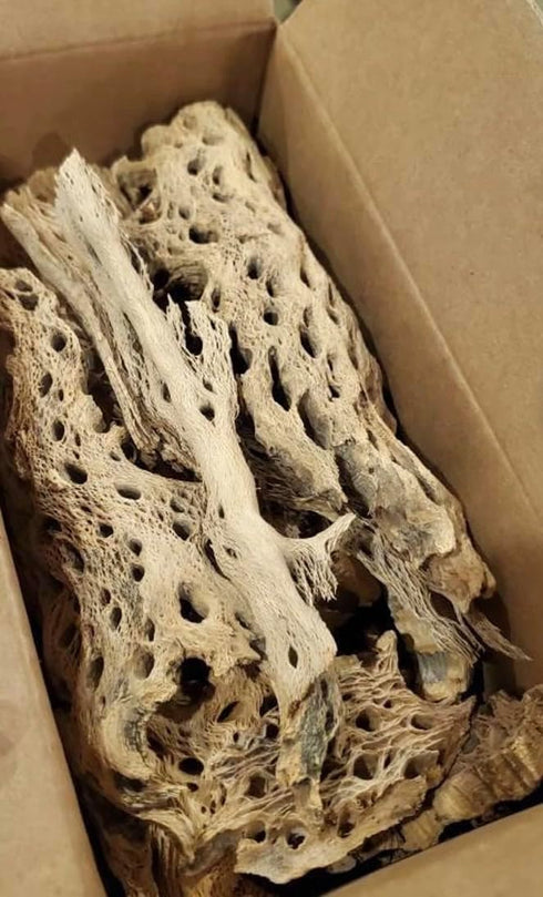 14x4x4 1 12", 10-15 Teddy Bear Cholla Wood Shards Natural Hermit Crab Treats & Habitat Enrichment for Reptiles, Fish