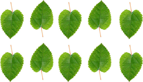 Awesome Aquatic Mulberry Shrimp Leaves, Organic Treat for Aquarium Fish & Shrimp, 10 pk