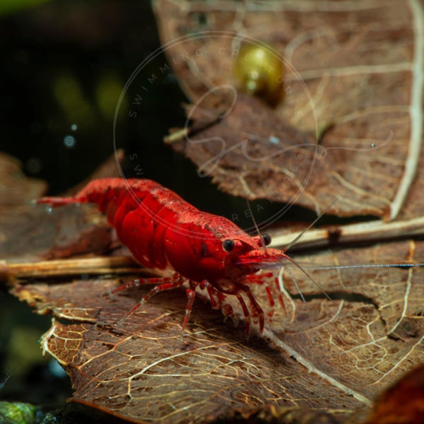 Swimming Creatures Freshwater Aquarium Shrimp - A Perfect Combo to Brighten Your