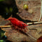 Swimming Creatures Freshwater Aquarium Shrimp - A Perfect Combo to Brighten Your