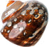 2.5"-3" Hermit Crab Shells | Turbo Shells | African Sarmaticus Turbo Shell | Hermit Crab House for Dcor | Plus Free