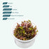 SubstrateSource Live Plant - Rotala Rotundifolia Blood Red (Rotala rotundifolia) - Midground to Background Stem