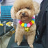 Pom Pom Dog Collar, Elastic Cat Collar with Decorative Plush Ball and Bell for Photos and Outdoor Sports (S, Red Pink)