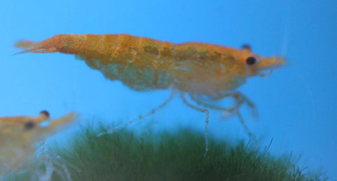 Generic 6 Family of Orange Sunkist Live Shrimp for Aquarium or Fish Tank