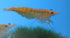 Generic 6 Family of Orange Sunkist Live Shrimp for Aquarium or Fish Tank