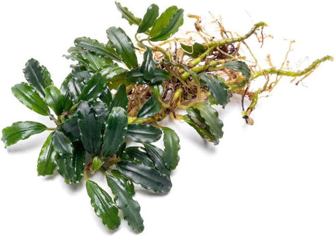 SubstrateSource Bucephalandra Titan #2 Live Aquarium Plant - Natural Freshwater Fish Tank