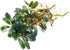 SubstrateSource Bucephalandra Titan #2 Live Aquarium Plant - Natural Freshwater Fish Tank