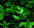 Aquatic Discounts 3 BUY2GET1FREE! Different Types of Beginner/Super Easy Live Aquarium Plants - Bacopa + Hornwort +