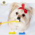 Set, 2 3 SunGrow Dog Toothbrush Dual-Headed Brush, Bonus Finger Brushes Included, Removes Plaque, freshens Dog's