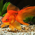 Aquatic Foods Inc. 100% 5oz Brine Shrimp Cubes, Freeze Dried Brine Shrimp for All Tropical Fish, Marine Fish, Land