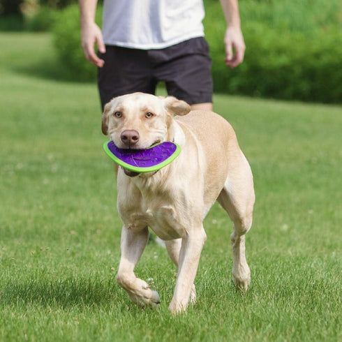 Hero Outer Armor Fetch Dog Toy, Floats & Squeaks for Outdoor Fun