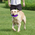 Hero Outer Armor Boomerang Dog Toy - Chew Toy for Medium to Large Dogs 45-65 lbs - Purple