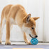 Durable Squeaky Dog Balls for Small Dogs and Puppies, Rubber Balls for Moderate Chewers, Blue