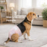 Pappiora 1621 10 Count, Disposable Female Dog Diapers for Waist in, Leakproof, Super Absorbent, Soft Breathable Lining