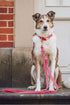Soft Leather Dog Collar and Leash Set (6.6'), Stylish Rose Gold Heavy Duty Metal Buckle, Dark Pink M (13.8"-19.7")