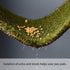 HQ4us 23" 16" 2Artificial Hemmed Dog Grass Pad with Tray Small x Dog Litter Box Toilet for Puppy (No Grate) with Grass