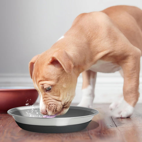 Premium Stainless Steel Dog Bowls, Non-Slip, 2.5 Cups Capacity, Durable and Safe for Pets