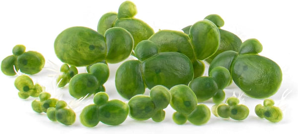 Framendino 36 Pack Artificial Mini Duckweed with Root for Aquarium Fish Tank Decor