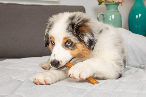 6 Inch Thick Bully Sticks for Dogs, Pack of 8, Premium Fully Digestible Odor Free Beef Pizzle Chew Treats