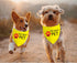 JXGZSO 1 Piece Stop Dot Not Pet Bandana, Do Not Distract Dog, No Touch No Talk