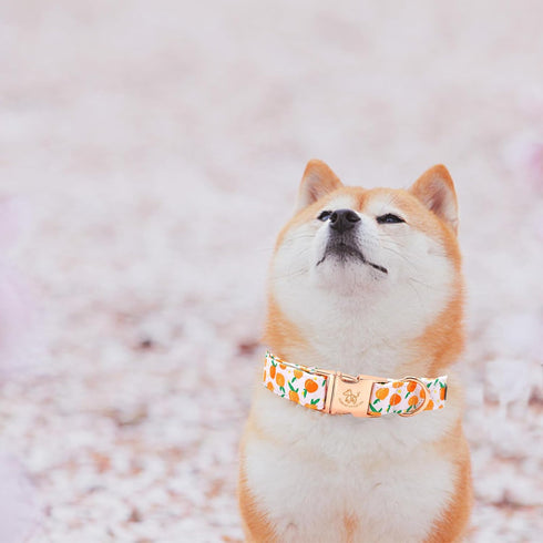 Elegant little tail Easter Dog Collar, Adjustable Peach Print for Small Dogs, Orange Collar for Girl or Boy