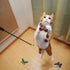 AWOOF Butterfly Cat Wand Toys Set - Realistic Crinkle Catnip Butterflies with Retractable Interactive Wand, 11 PCS
