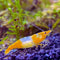 Orange Rili Shrimp (Packs of 8 Shrimp) - Live Fish for Aquarium