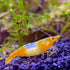 Orange Rili Shrimp (Packs of 8 Shrimp) - Live Fish for Aquarium