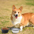 Collapsible Dog Bowl, 2 Pack Portable and Foldable Pet Travel Bowls - Collapsible Water Feeding Bowls for Dogs, Cats,