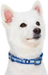 Blueberry Pet Essentials Pack of 2 Reflective Adjustable Dog Collars, Navy Blue, Small, Neck 12"-16"