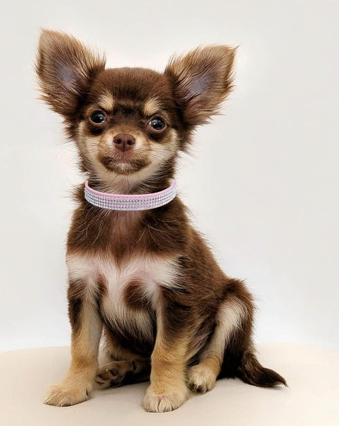 THAIN Basic Adjustable Dog Cat Collar, Bling Rhinestones PU Leather with Rhinestones Buckle (S, Length 10"-13", Pink)