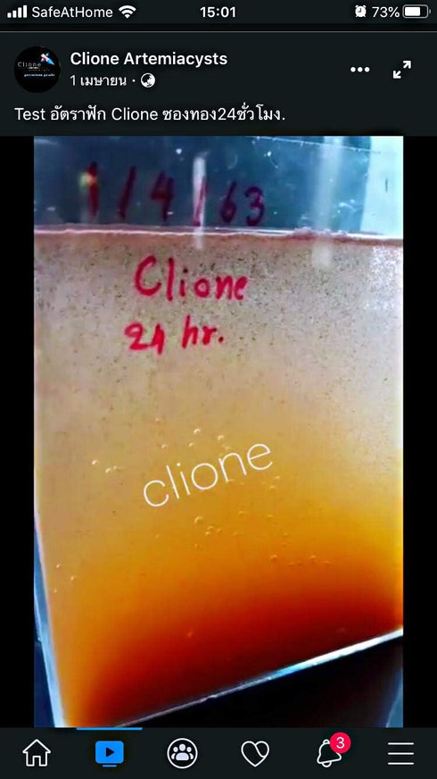 SuperP1 50 95% 24-32 Clione g. (Premium Grade) Artemia Cysts Brine Shrimp Eggs Fish Food Plus Hatch Rate in Hour, Fresh