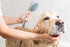 Remedy Pet Shampoo with Shea Moisture - All Natural, 16oz for Dry Skin and Itch Relief