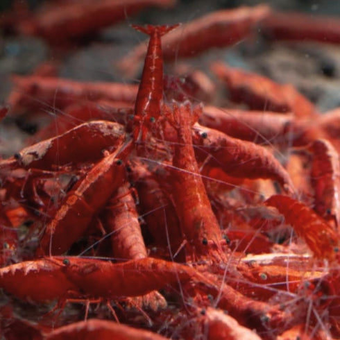 Swimming (20, Creatures Premium Neocaridina Shrimp Freshwater Aquarium Shrimp Premium FIRE RED)