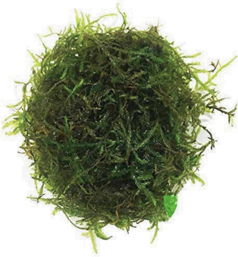 PLANTEREST Java Moss | Vesicularia Dubyana Freshwater Live Aquarium Plant BUY2GET1FREE