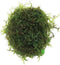 PLANTEREST Java Moss | Vesicularia Dubyana Freshwater Live Aquarium Plant BUY2GET1FREE
