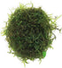 PLANTEREST Java Moss | Vesicularia Dubyana Freshwater Live Aquarium Plant BUY2GET1FREE