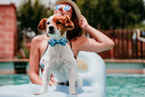 Maca Bates Blue Checkered Dog Collar with Bow Tie - Adjustable Breakaway Collars for Small, Medium & Large Dogs