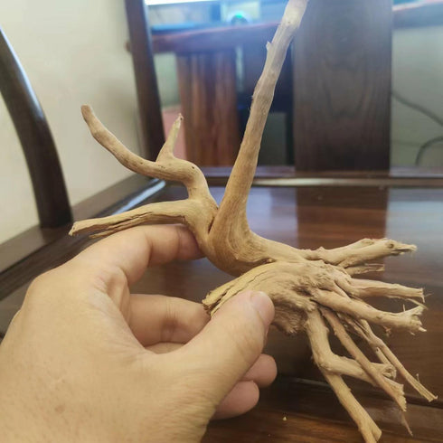 10pcs Natural Small Spiderwood Driftwood for Aquarium Decor, Freshwater Reptile Driftwood, 5-6inch