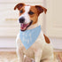 Customizable Triangle Pet Bandana for Dogs and Cats - Fun Birthday Gift