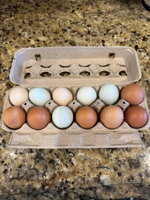 Generic 10+ Premium Fresh & Fertile Chicken Hatching Eggs Rainbow Assortment Mix, Tater's Farm NPIP Certified