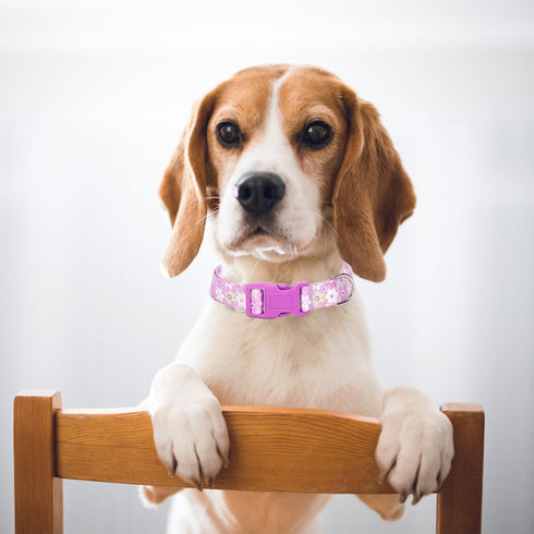 Girl Dog Collar with Purple Floral Patterns, Adjustable Cute Soft Collar with Quick Release Buckle for Small Medium