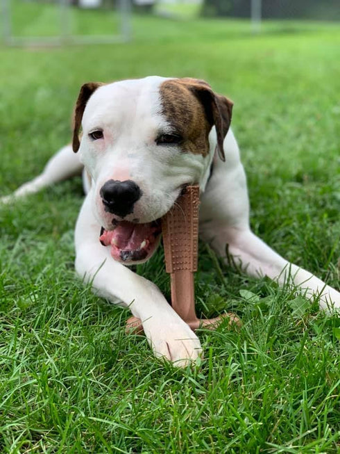 SPOT Bam-bones PLUS T Bone - Durable Dog Chew for Aggressive Chewers, Bamboo Fiber & Nylon, 7in, Peanut Butter Flavor
