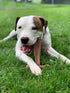 SPOT Bam-bones PLUS T Bone - Durable Dog Chew for Aggressive Chewers, Bamboo Fiber & Nylon, 7in, Peanut Butter Flavor