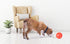 Omega Paw Tricky Treat Ball - Medium, Orange