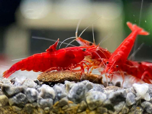 Fire Red Premium High-Grade Cherry Shrimp Neocaridina Freshwater Aquarium, Live Shrimp Freshwater