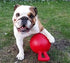 Jolly Pets 6-Inch Tug-n-Toss Dog Toy, Red (406 RD), Medium