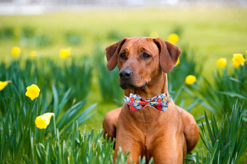Lionheart glory Floral Print Dog Collar with Bowtie, Adjustable Soft Collars for X-Small to Large Dogs