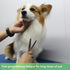 HASHIMOTO Thinning Shears for Dogs, 6.5 inch, 42 Teeth, 30% Thinning Rate, Extremely Light Weight for Professional