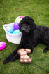 Pearhead Plush Easter Chocolate Bunny Dog Toy, Interactive Soft Squeaker Pet Toy for Dog Owners